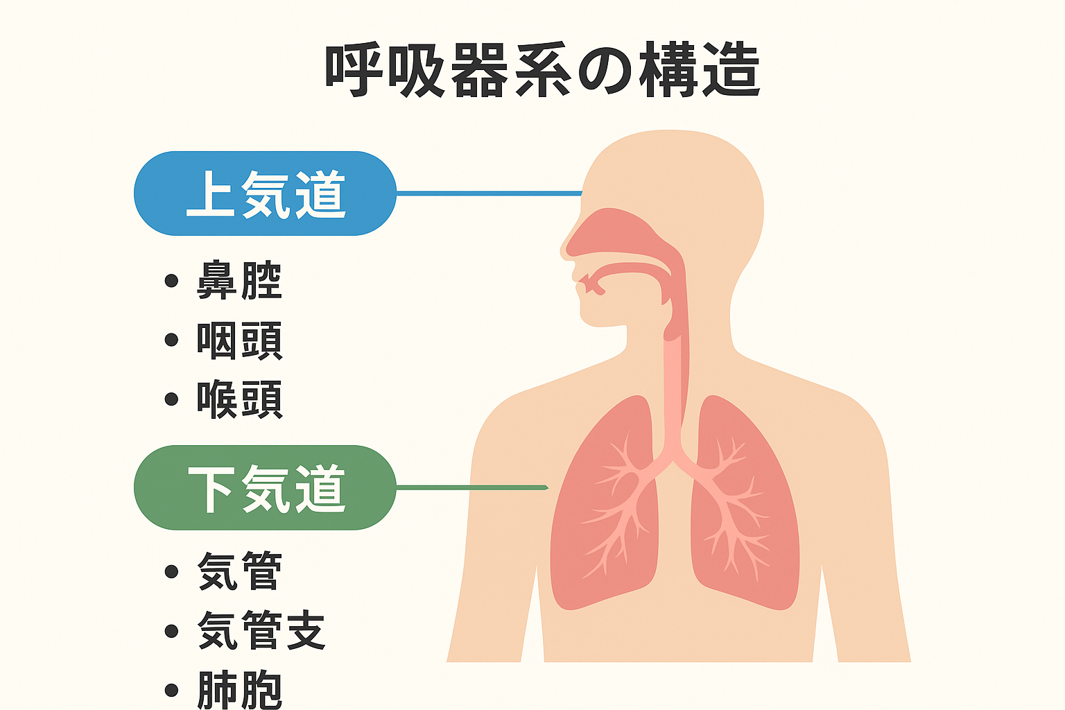 【図解あり】呼吸とは？ガス交換・換気・酸素化の違いをわかりやすく解説！